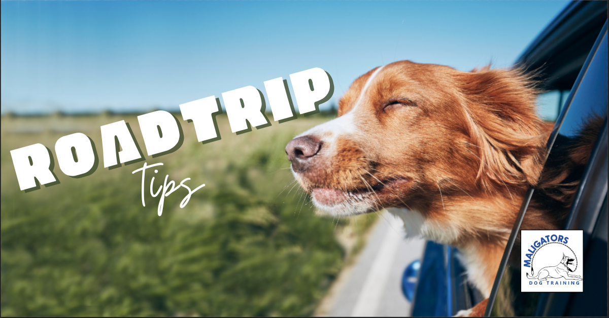 Tips for Taking Your Dog on a Roadtrip