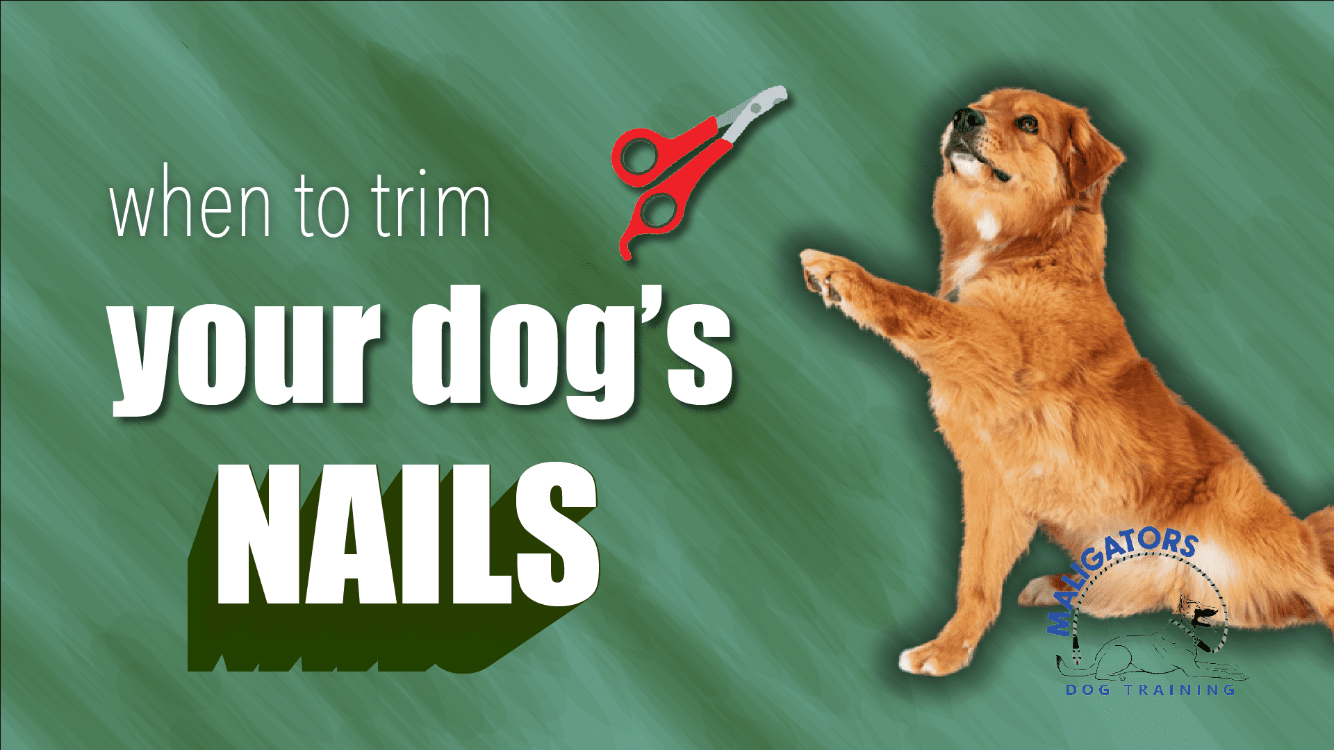 When Should You Trim Your Dog’s Nails?
