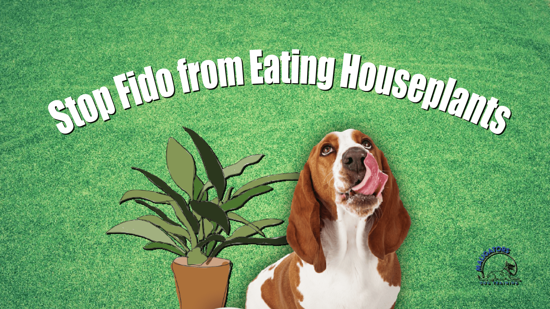 How to Stop Fido from Eating Your Houseplants