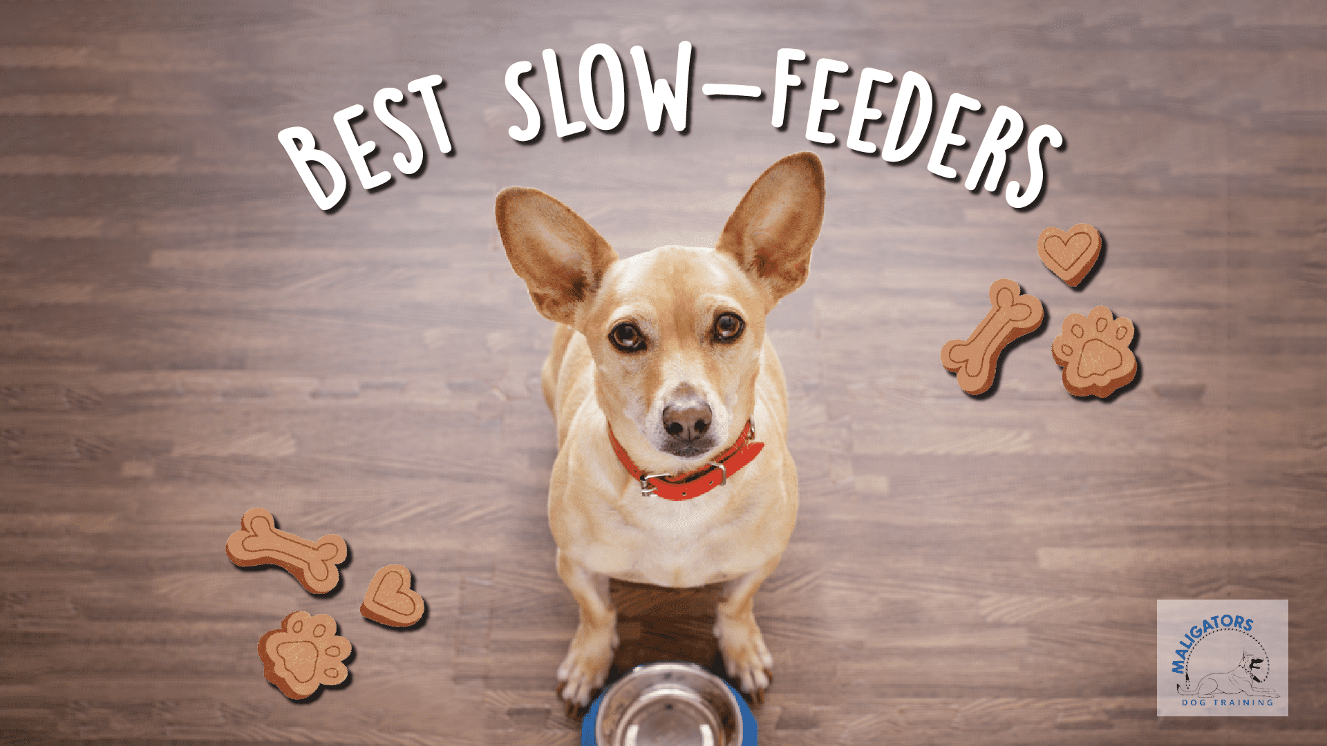 The Best Slow Feeders for Dogs