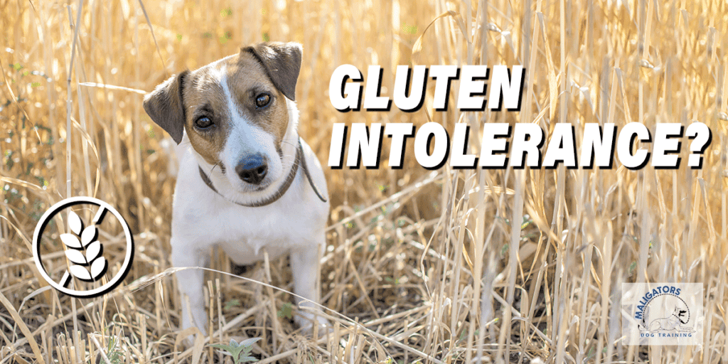 Signs of Gluten Intolerance in Dogs Maligators Dog Training