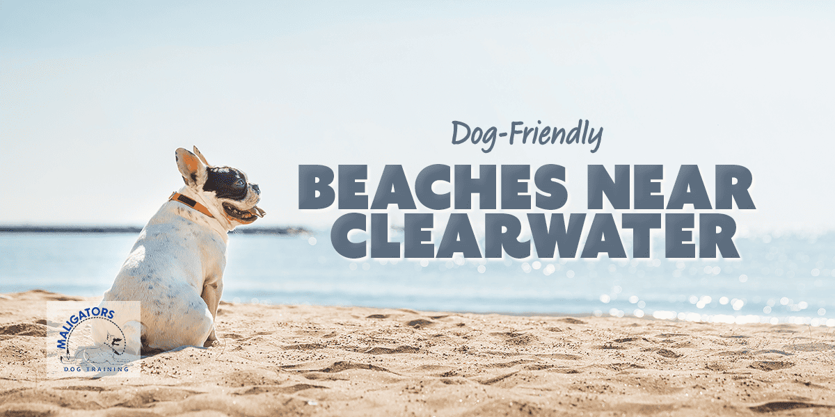 Dog-Friendly Beaches Near Clearwater, Florida