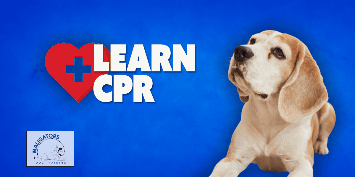 Learning Canine CPR