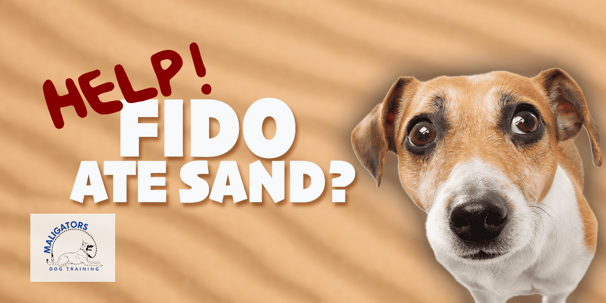 What Should I Do if My Dog Eats Sand?