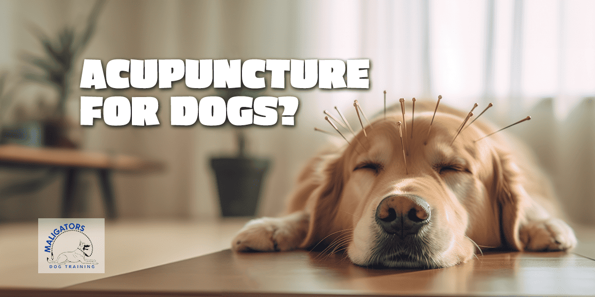 Everything You Need To Know About Acupuncture For Dogs