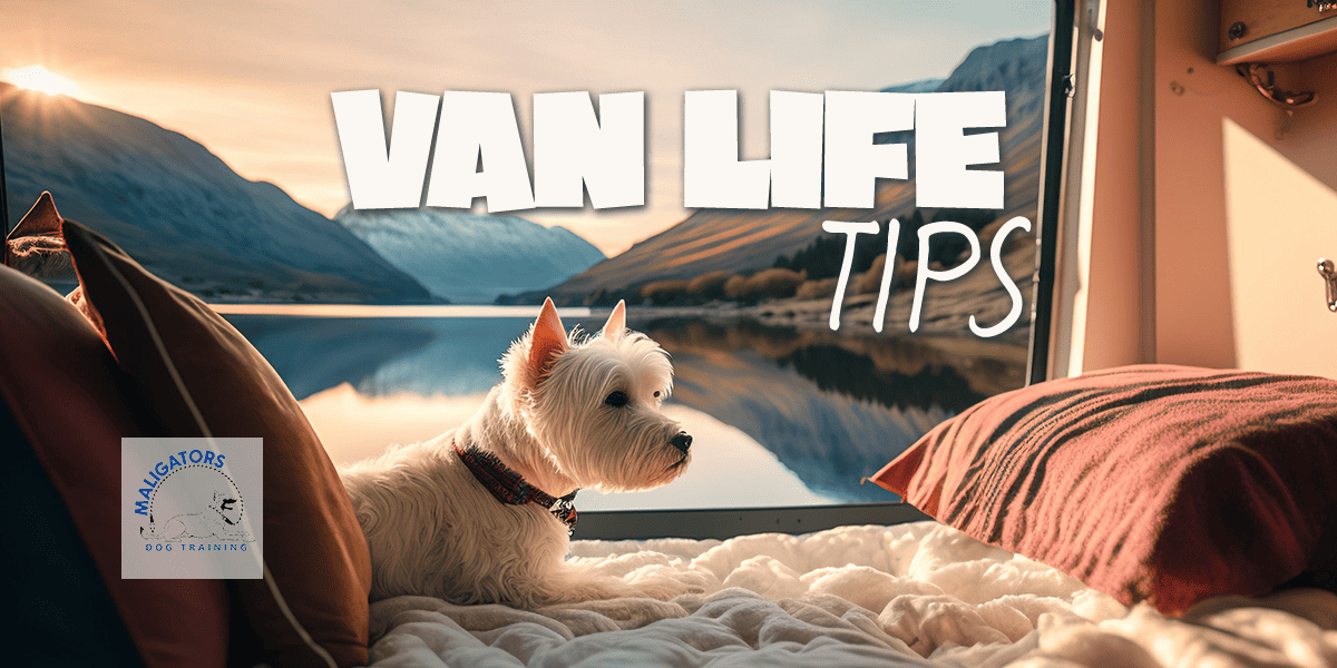 Van Life Tips: Dog Owner Edition