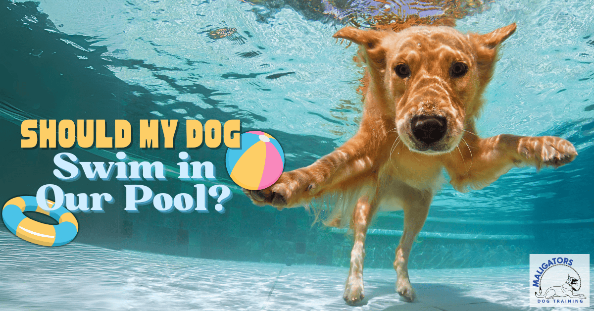 Should I Let My Dog Swim in Our Pool?