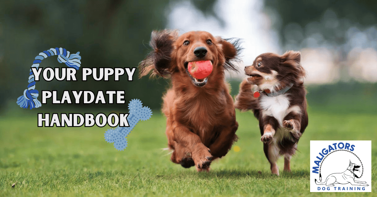 Your Puppy Playdate Handbook