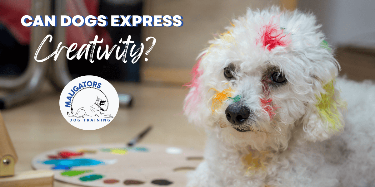 Can Dogs Express Creativity?