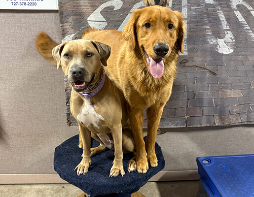 Dog Daycare Near Clearwater, FL