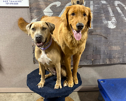 Dog Daycare Near Clearwater, FL